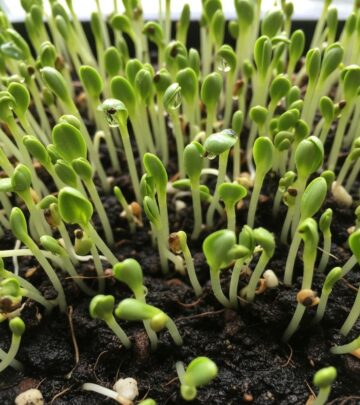 Discover how to grow flavorful leek microgreens at home with this comprehensive step-by-step guide