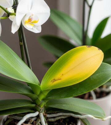 Discover the key reasons your orchid leaves turn yellow and learn how to restore vibrant, healthy foliage.